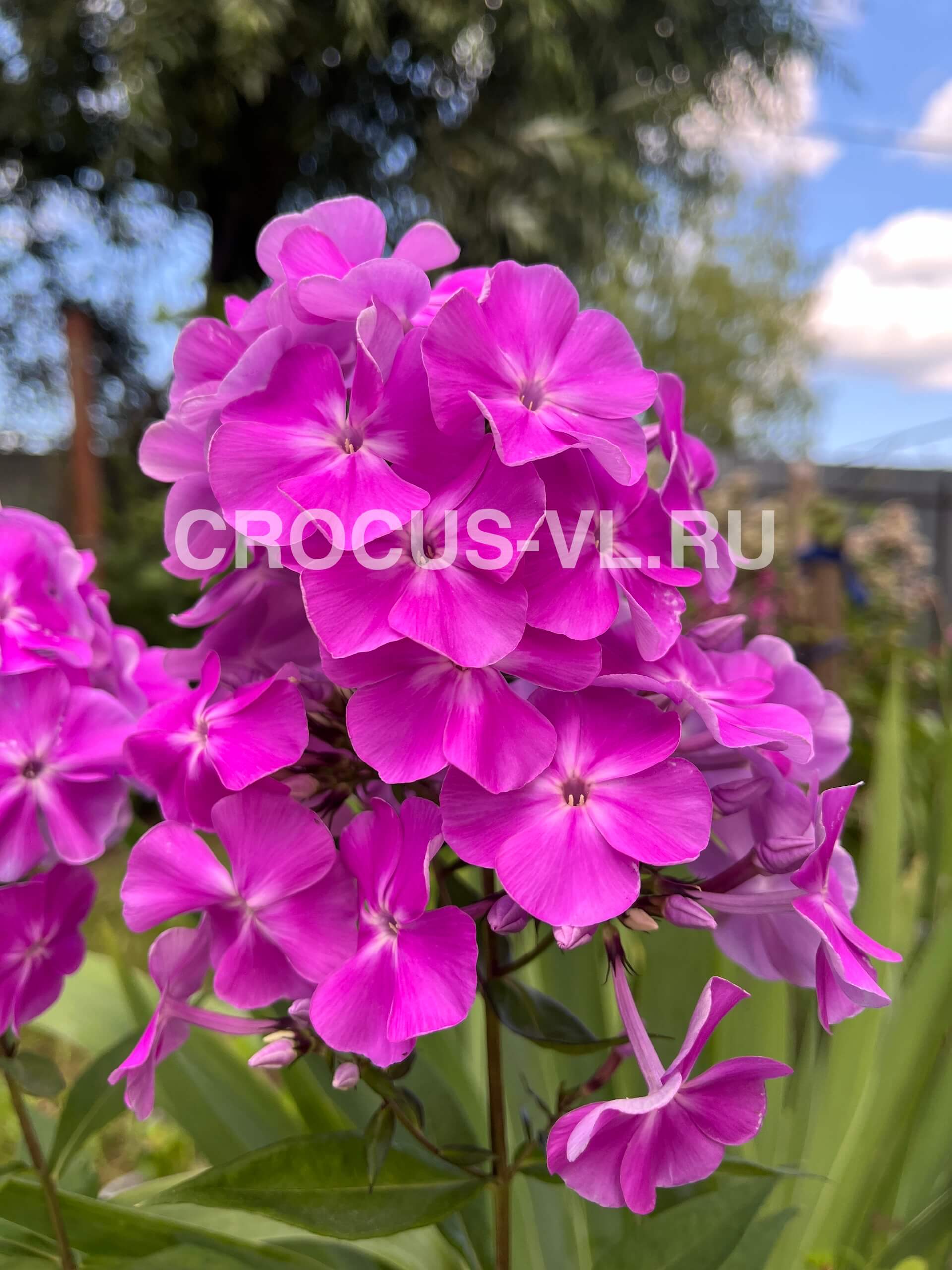 Флокс метельчатый «Кокетка»